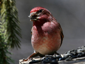 Фото Purple finch