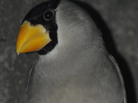 Фото Japanese grosbeak