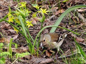 Фото Common chaffinch