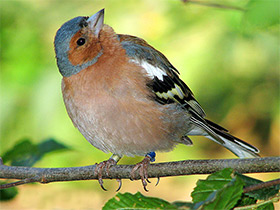 Фото Common chaffinch