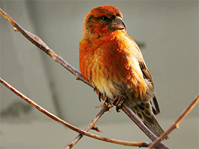 Фото Red crossbill