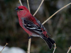 Фото Parrot crossbill