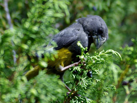 Фото White-winged grosbeak