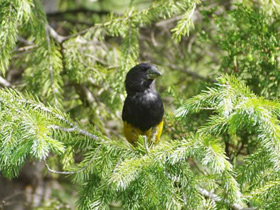 Фото White-winged grosbeak