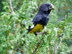 Фото White-winged grosbeak