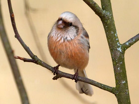 Фото Long-tailed rosefinch