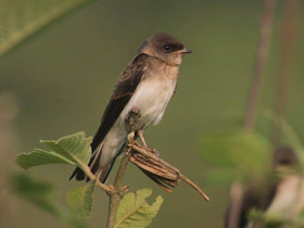 Фото Plain Martin