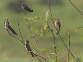 Фото Plain Martin