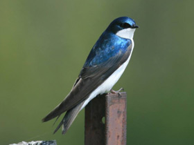 Фото Tree swallow