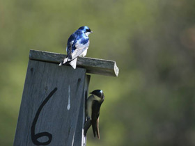 Фото Tree swallow