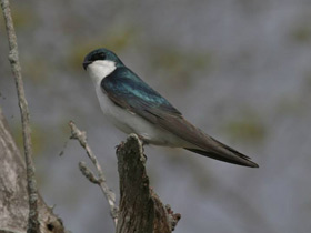 Фото Tree swallow