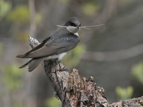 Фото Tree swallow