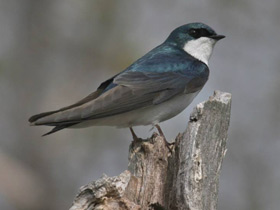 Фото Tree swallow