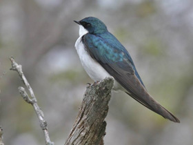 Фото Tree swallow