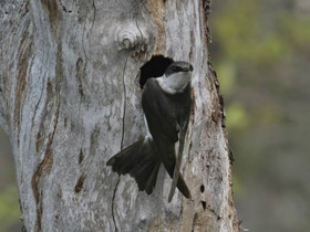 Фото Tree swallow