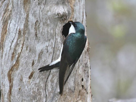 Фото Tree swallow