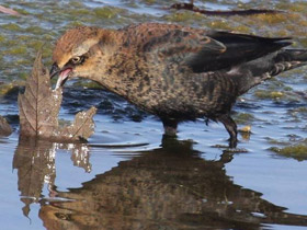 Фото Rusty blackbird