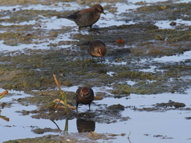 Фото Rusty blackbird