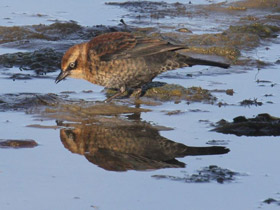 Фото Rusty blackbird