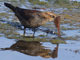 Фото Rusty blackbird