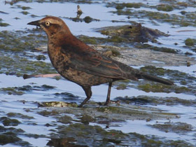 Фото Rusty blackbird