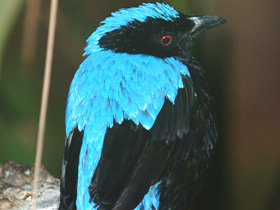 Фото Asian fairy-bluebird