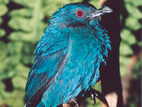 Фото Asian fairy-bluebird