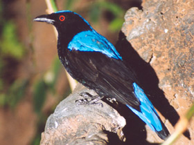 Фото Asian fairy-bluebird