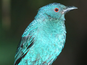 Фото Asian fairy-bluebird