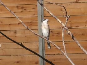 Фото Lesser grey shrike