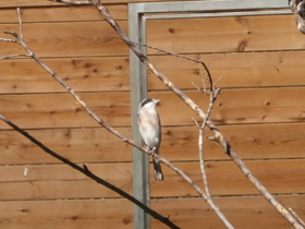 Фото Lesser grey shrike