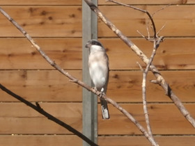 Фото Lesser grey shrike