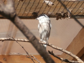 Фото Lesser grey shrike