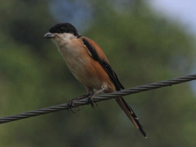 Фото Long-tailed Shrike