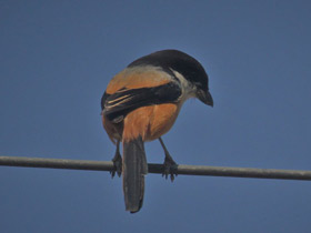 Фото Long-tailed Shrike