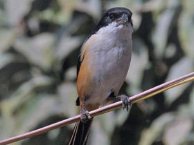 Фото Long-tailed Shrike