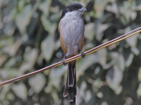 Фото Long-tailed Shrike