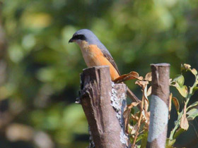 Фото Long-tailed Shrike