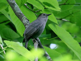 Фото Gray catbird