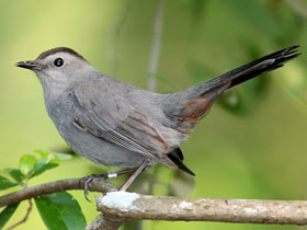 Фото Gray catbird