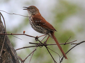 Фото Brown thrasher