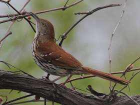 Фото Brown thrasher