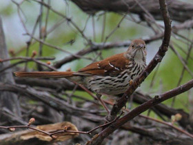 Фото Brown thrasher
