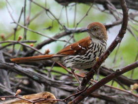 Фото Brown thrasher