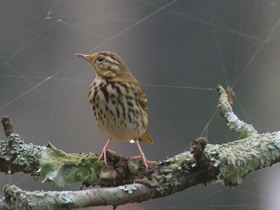 Фото Olive-backed Pipit