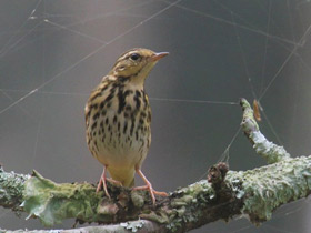 Фото Olive-backed Pipit