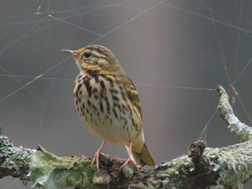 Фото Olive-backed Pipit