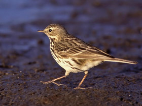 Фото Meadow pipit