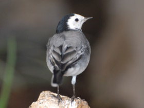 Фото White wagtail