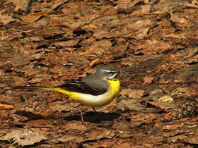 Фото Western yellow wagtail